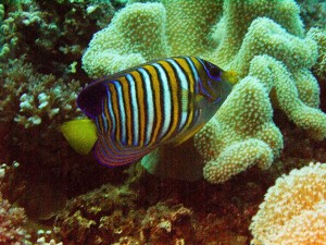 Beautiful Regal Anglefish were seen on almost every dive