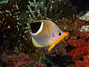 As with angel fish, there was an array of butterfly fish such as this Saddleback Butterfly