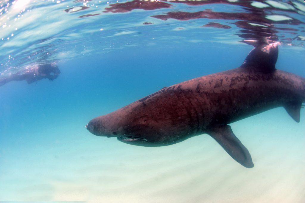 My Close Encounter With A Great White Shark Scubaverse