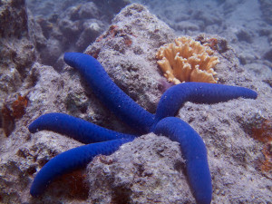 Blue star fish were a feature in snorkeling off Wananavu Beach Resort