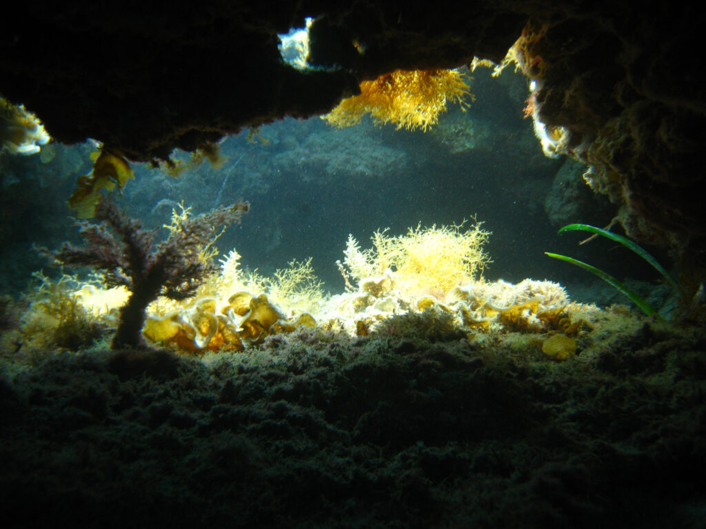 Marine Conservation Biology