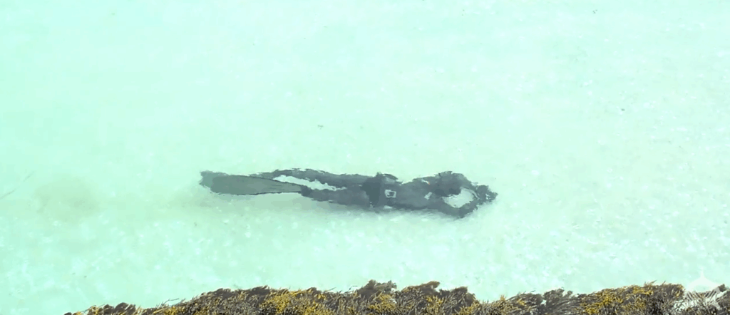 Basking Shark Scotland