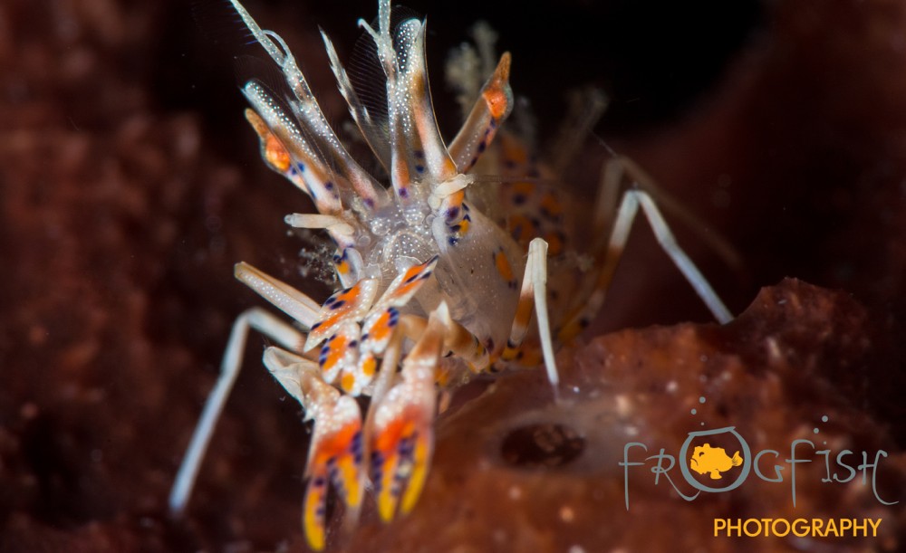 Underwater Photographers call for an end to harassment of marine life