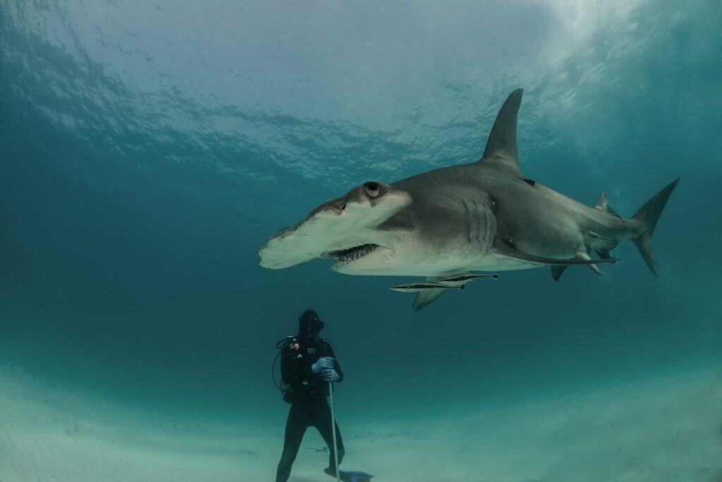 World's Best Wildlife Dive Sites