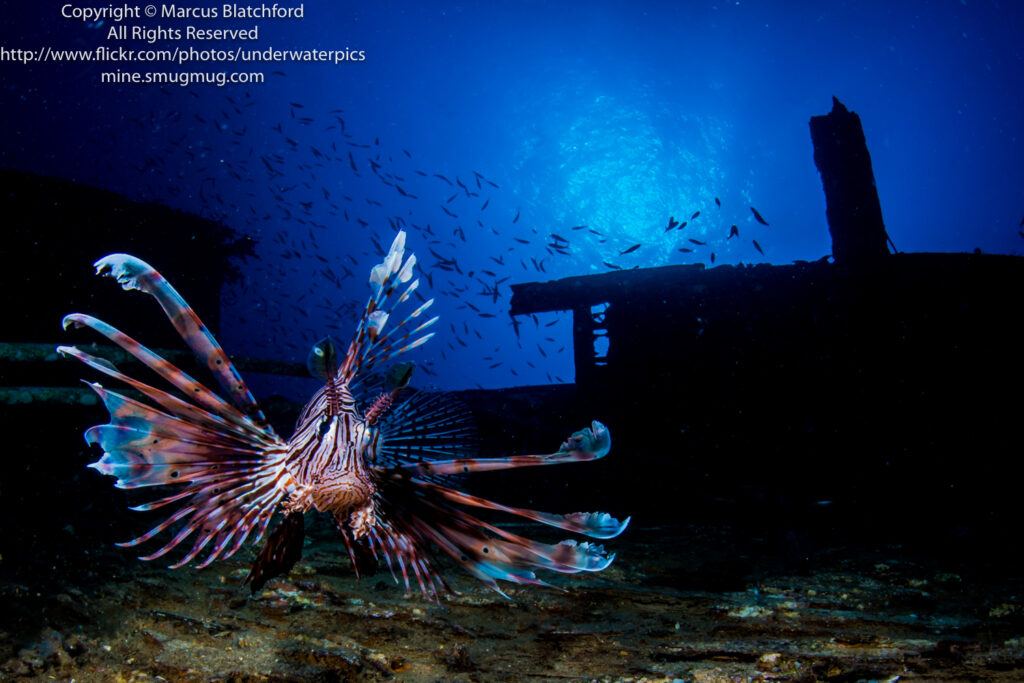 Underwater Photo Contest