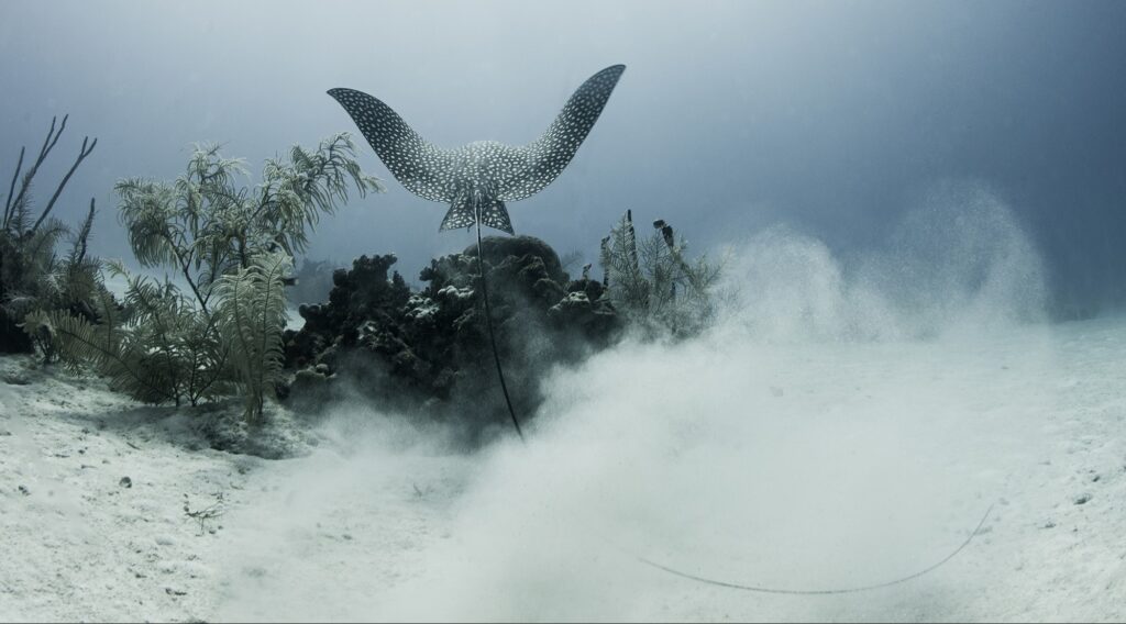 Royal Society Publishing Photography Competition