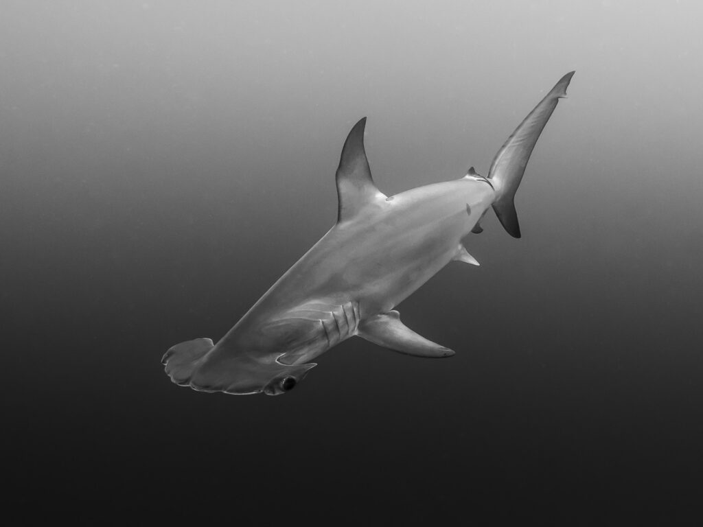 Underwater Photo Contest