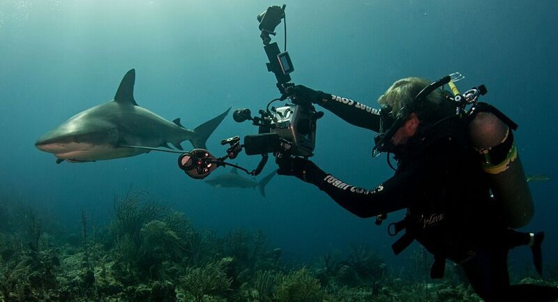 World’s Best Wildlife Dive Sites