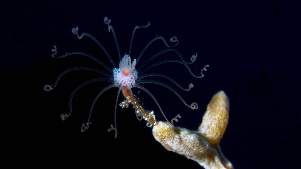 underwater photo contest