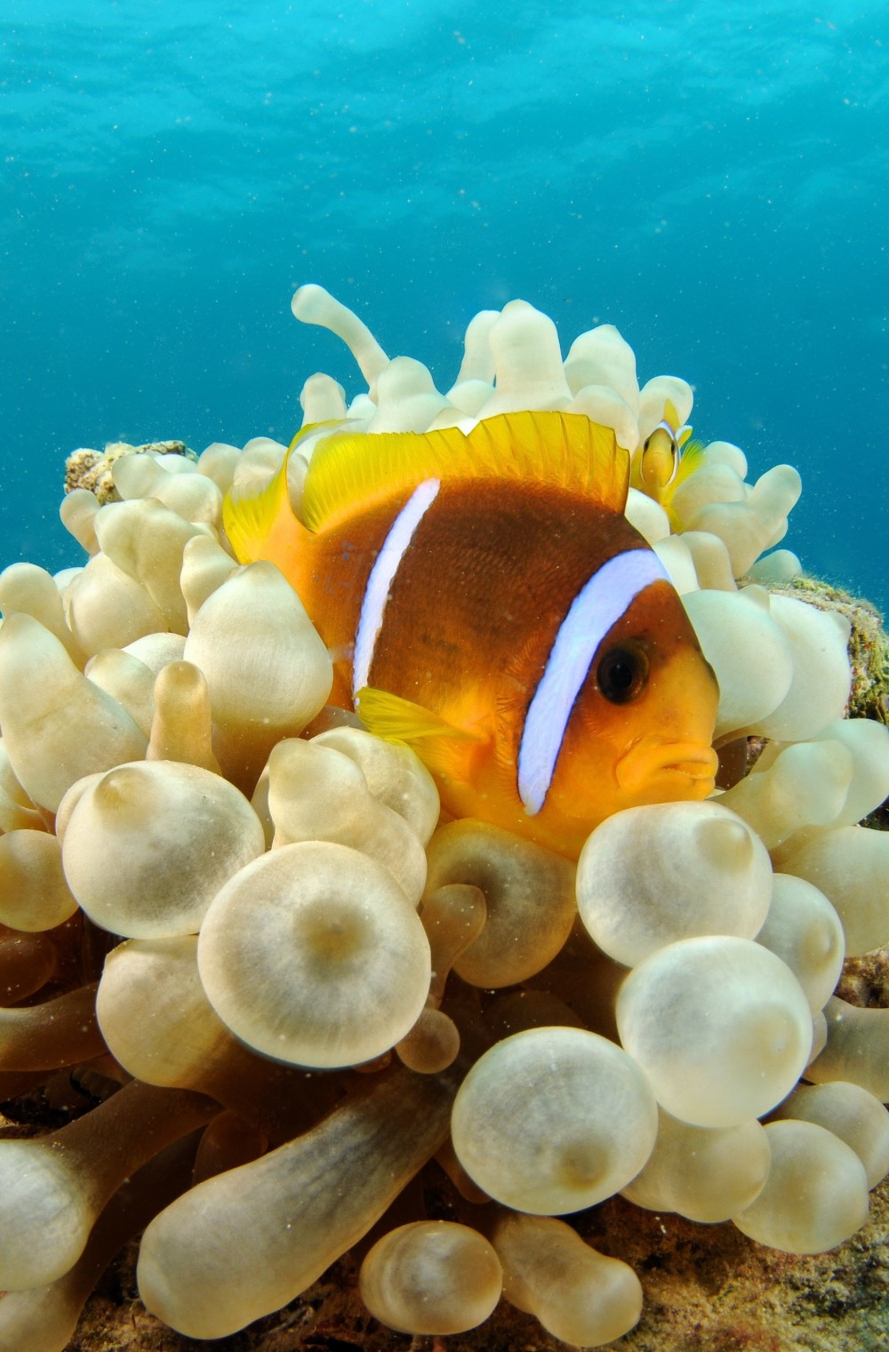 Steve Millard discovers Makadi Bay house reef