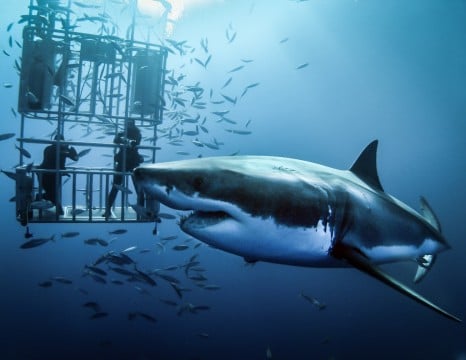 The Origin and Development of Cage Diving with White Sharks: Part 1