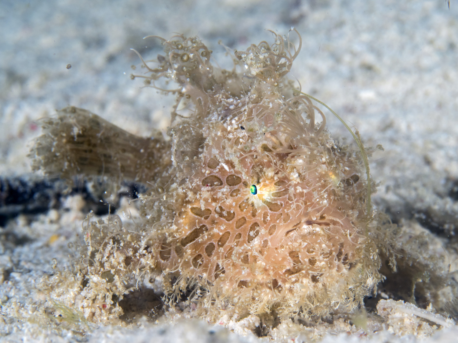 Frogfish: what do you know about them? (Watch Video)