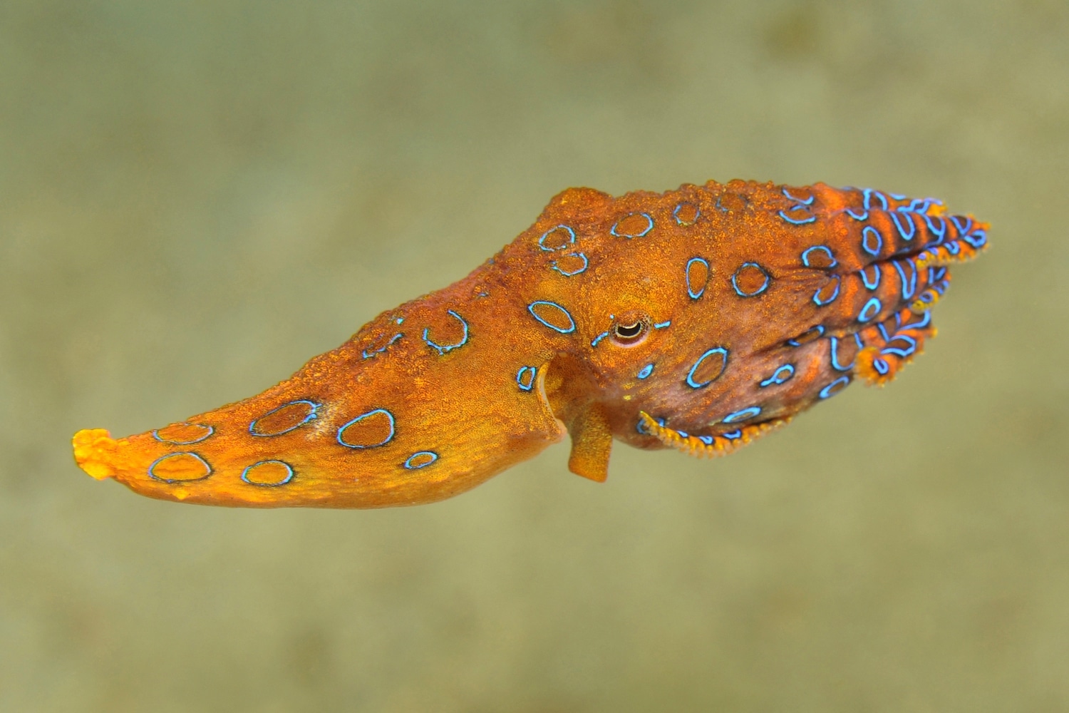 Blue ringed Octopus by sunster poller on Prezi