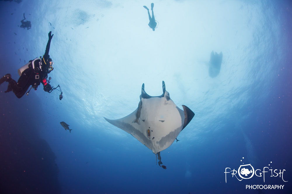 Giant manta becomes the first manta ray to be listed as an endangered  species — Marine Megafauna Foundation