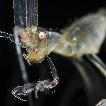skeleton shrimp - Photo Contest – January 2021 - Scubaverse