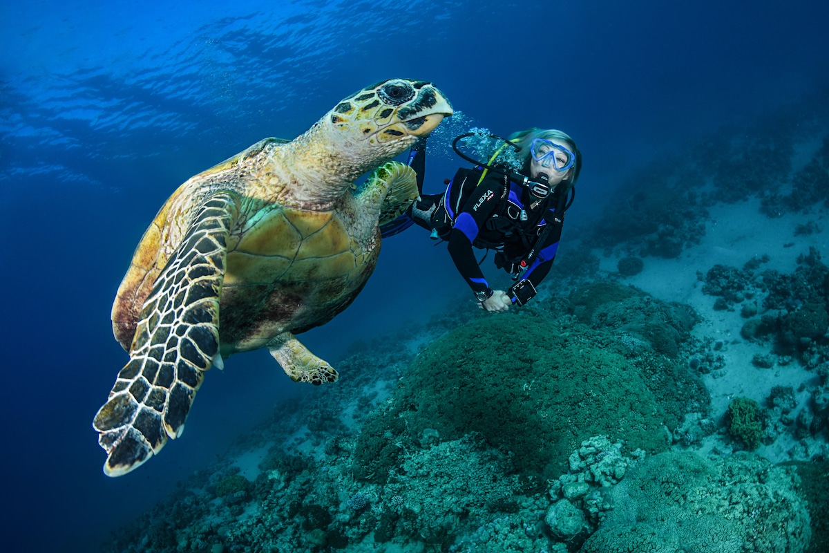 Scuba Diving With Turtles