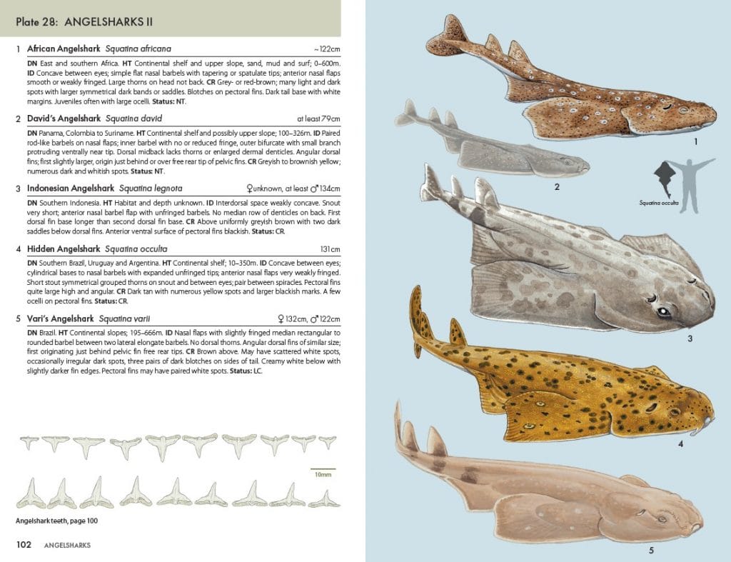 Book Review - A Pocket Guide to Sharks of the World