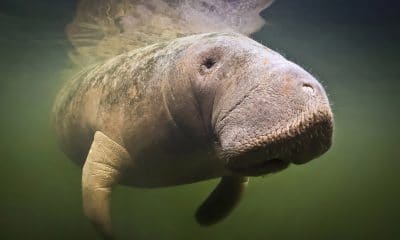 manatee