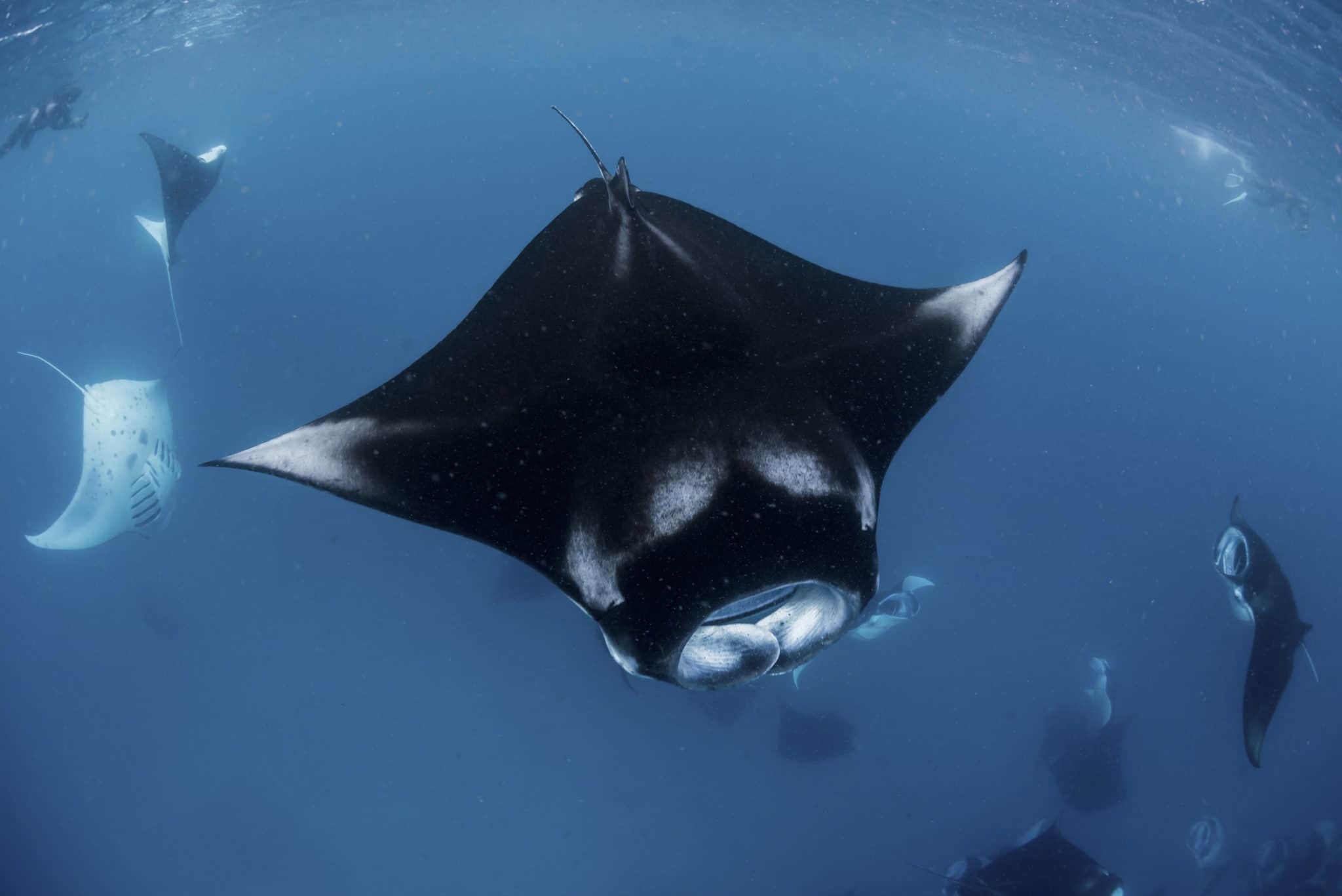 Manta Rays In Hanifaru Bay Scubaverse