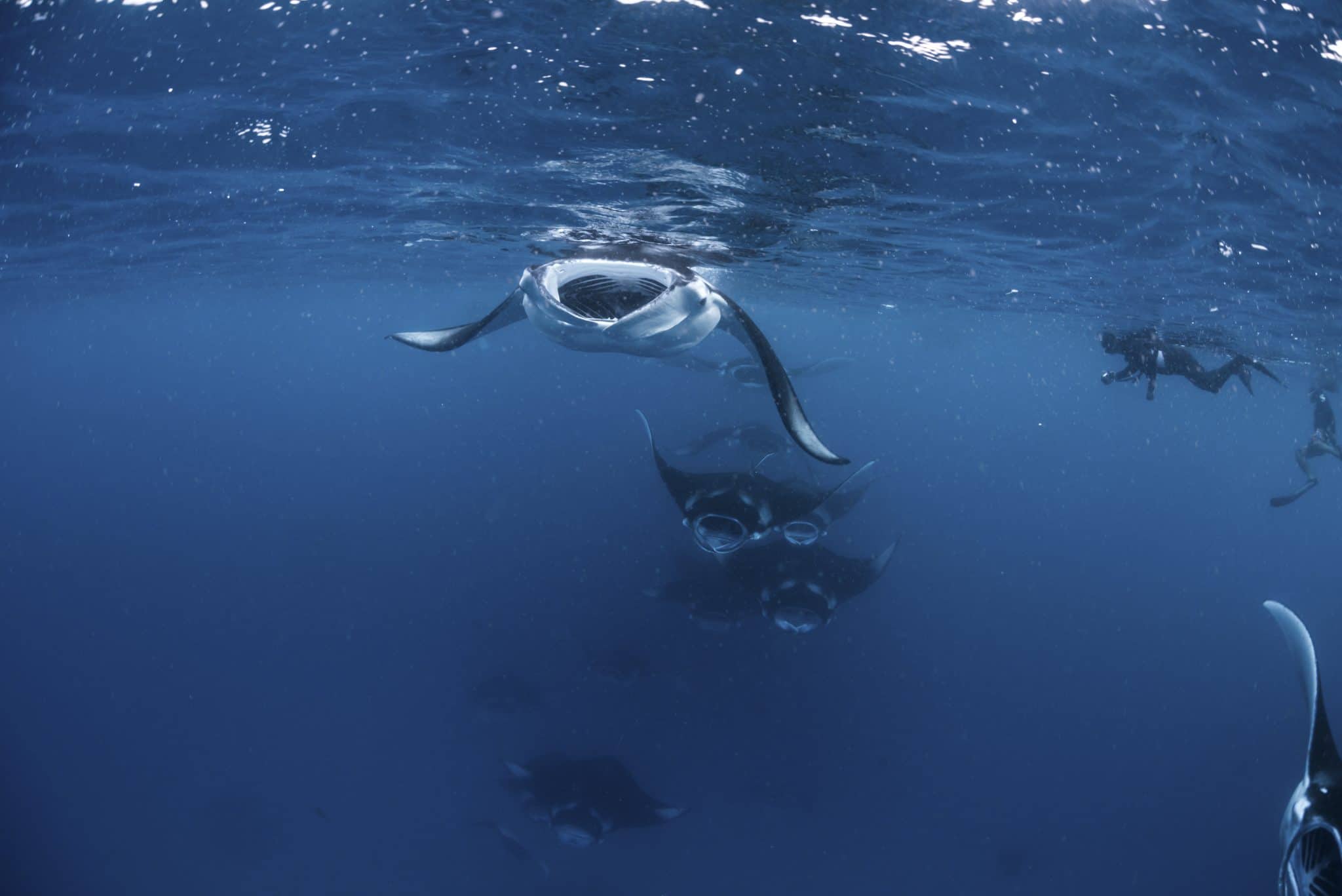 Manta Rays In Hanifaru Bay Scubaverse