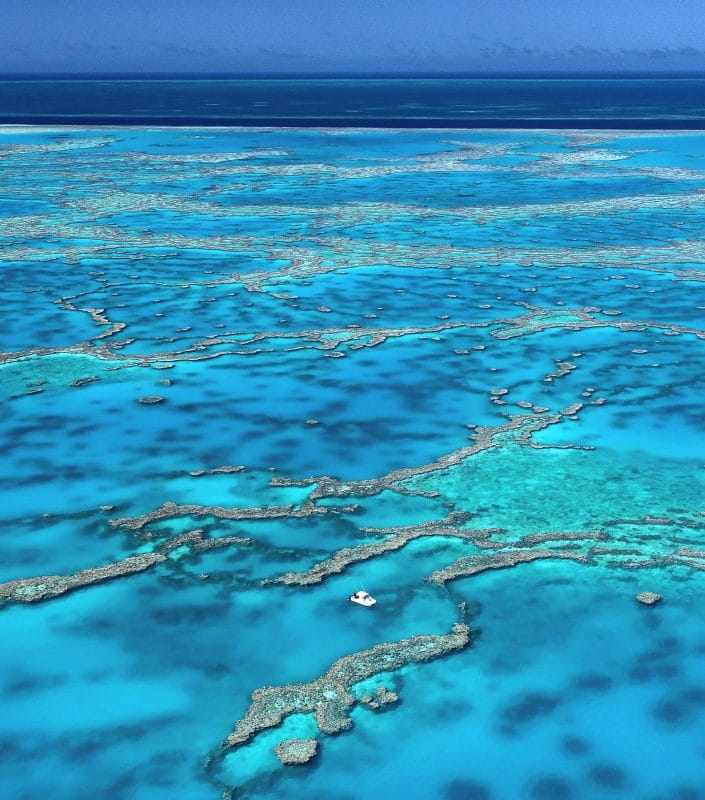 World Reef Day: Best Reef Conservation projects and dives from around ...