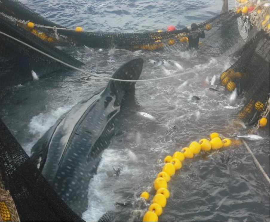Fishing gears used to catch sharks.: Gear used by Fijian fishers