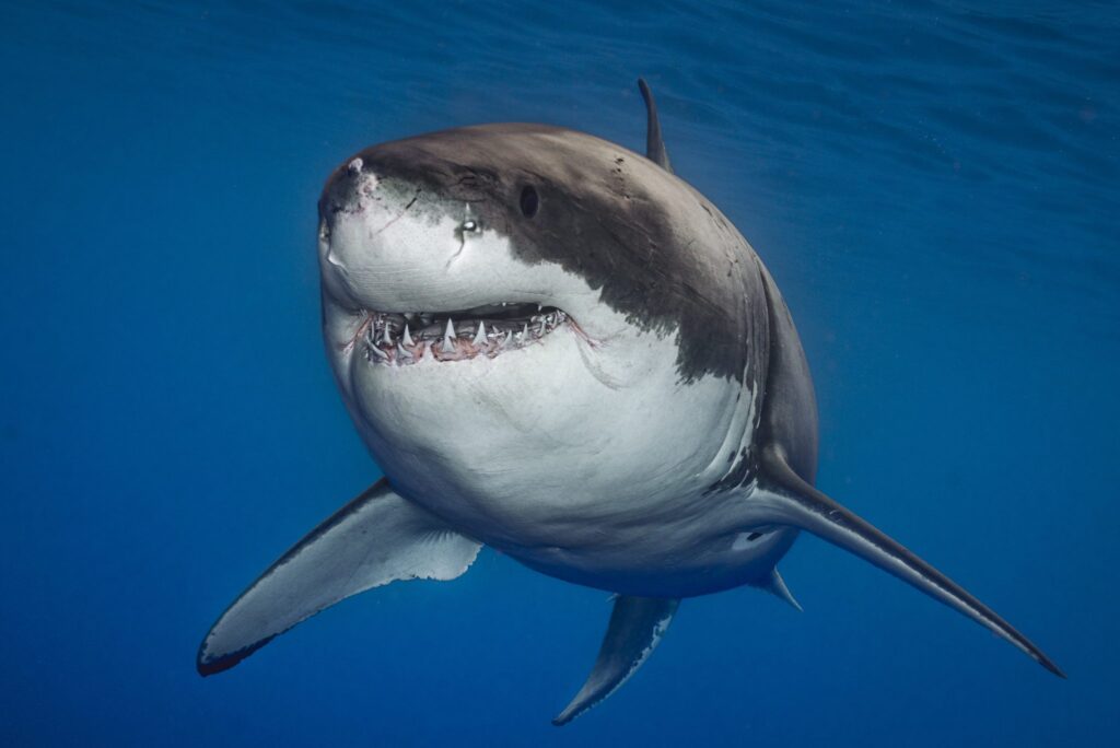 Great White Shark