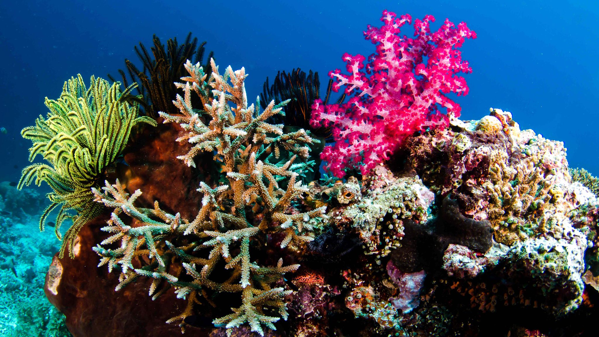 Bunaken Oasis