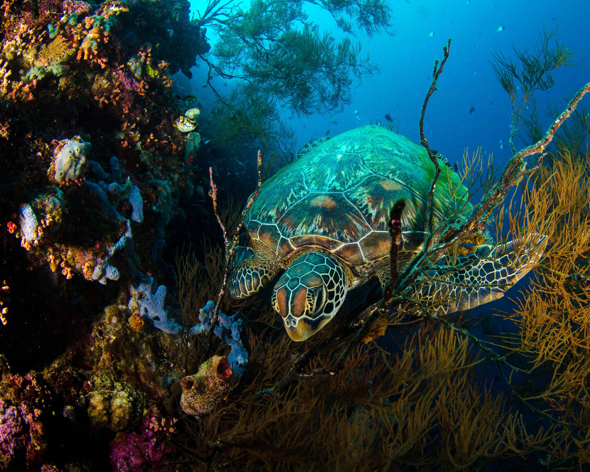Bunaken Oasis