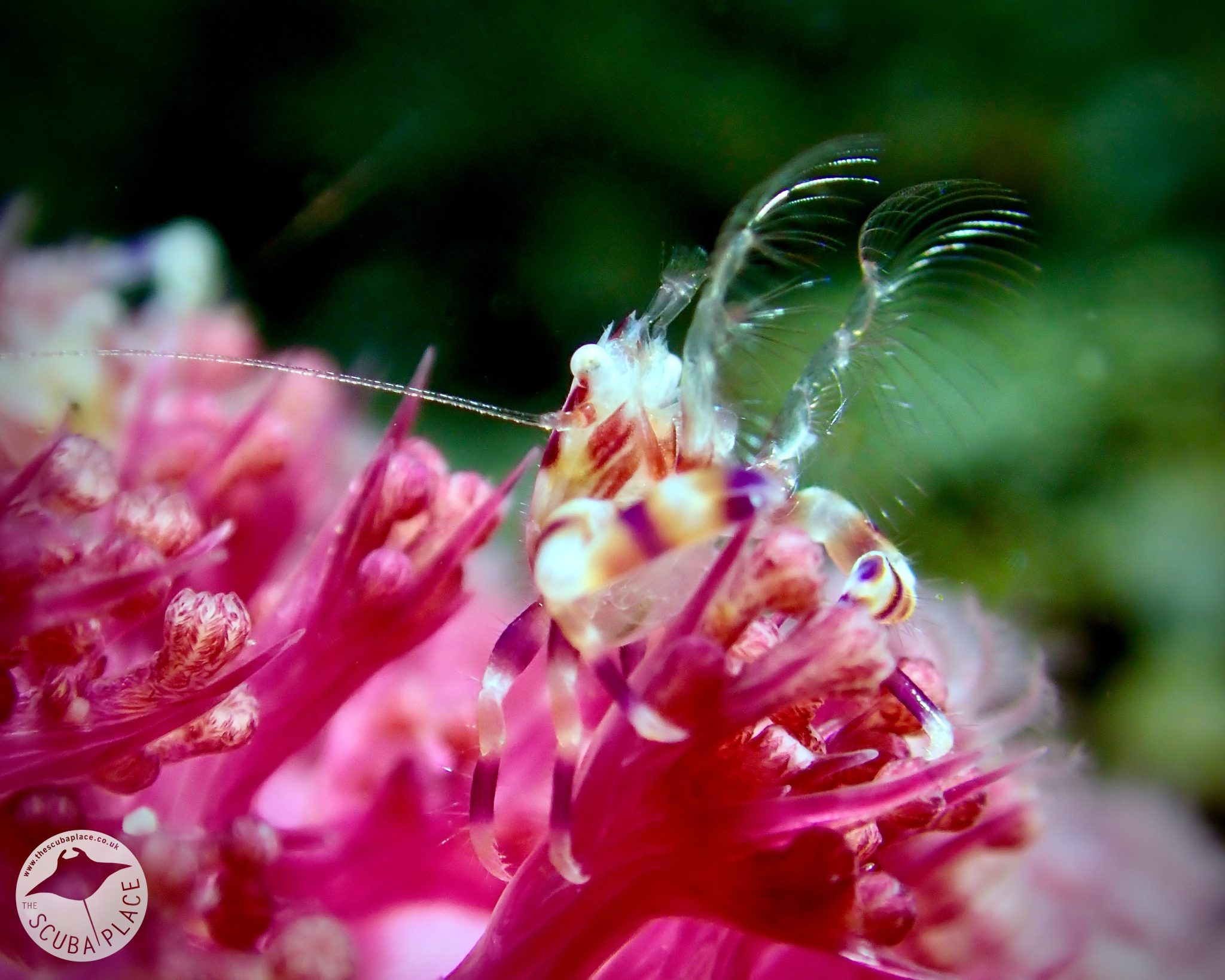 lembeh