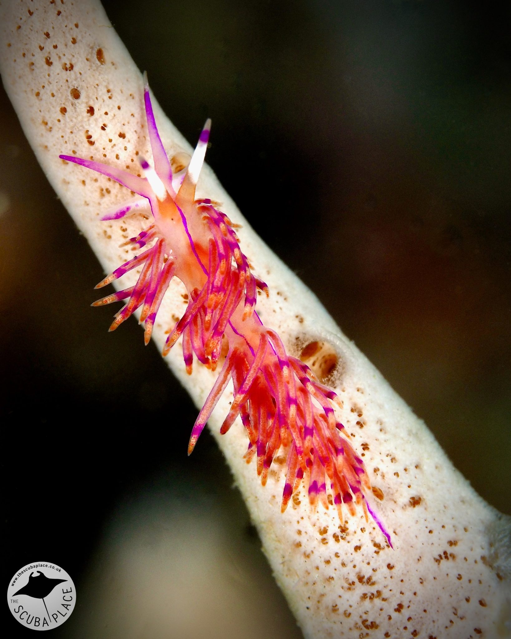 lembeh
