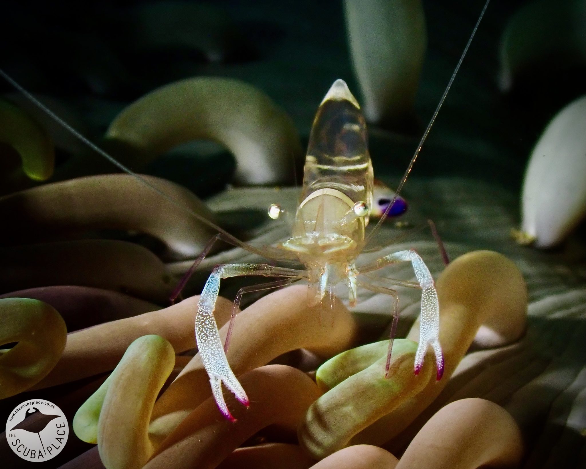 lembeh