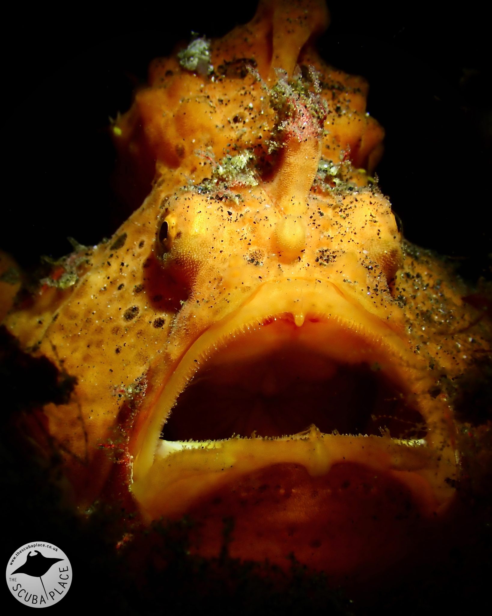 lembeh