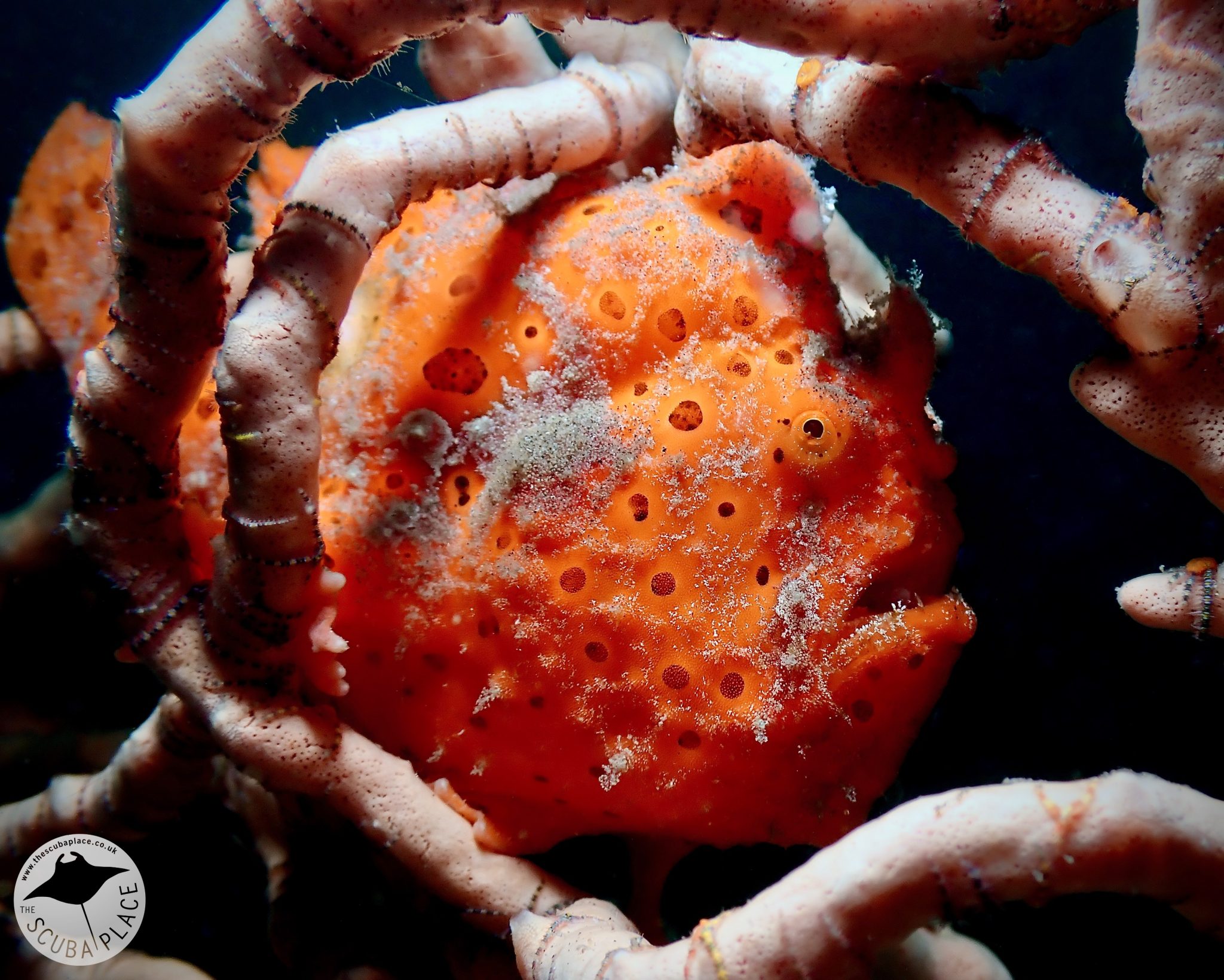 lembeh