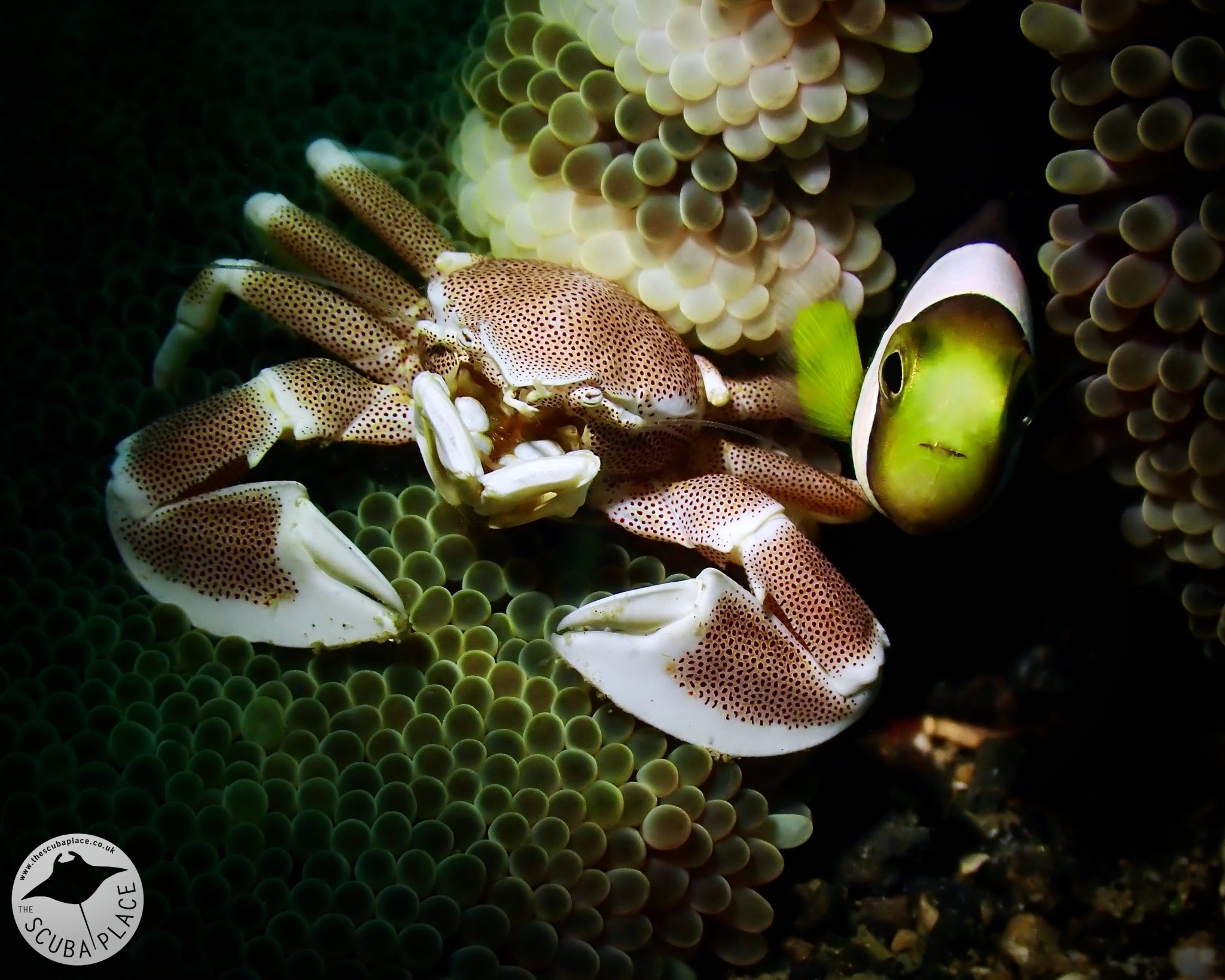 lembeh