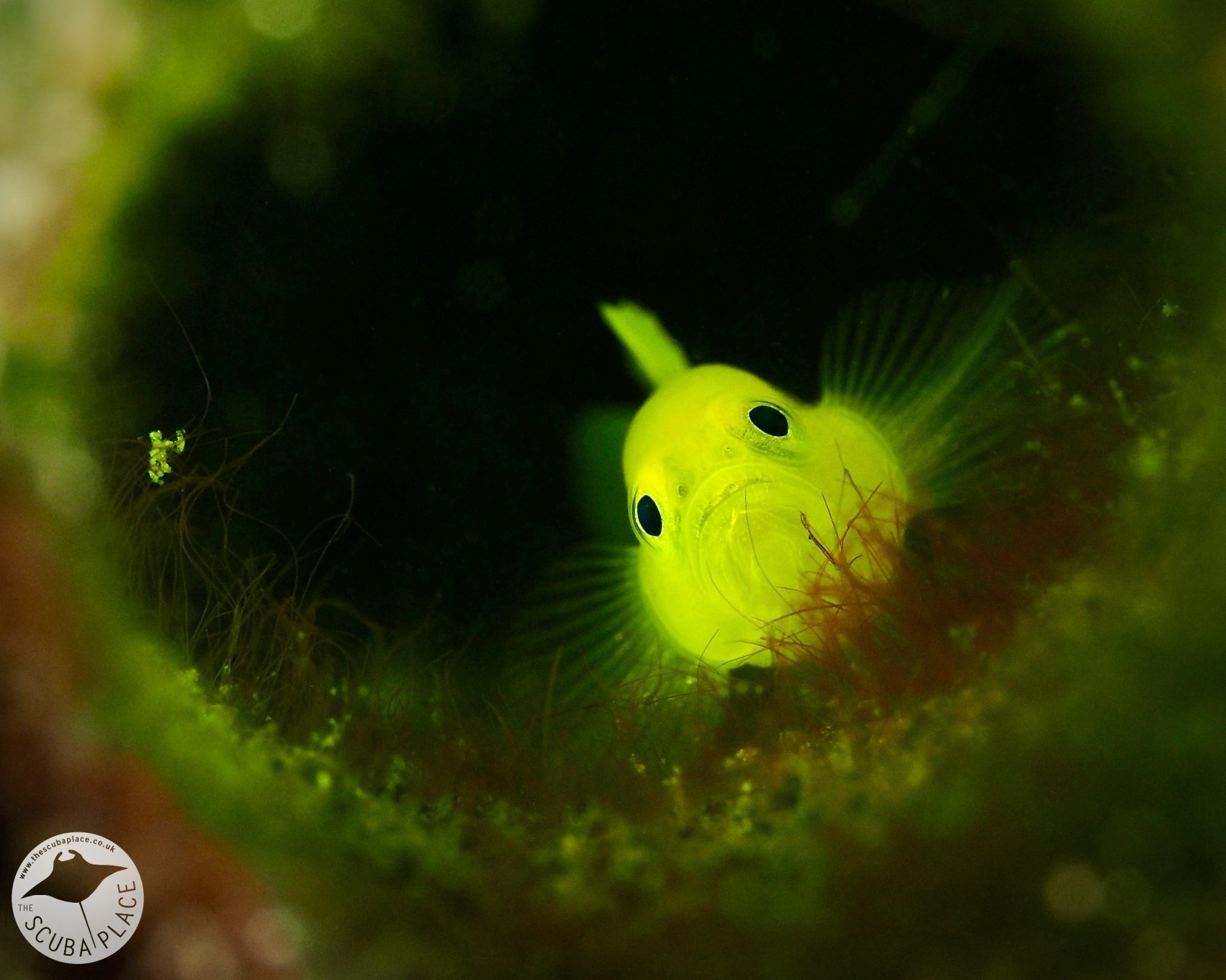 lembeh