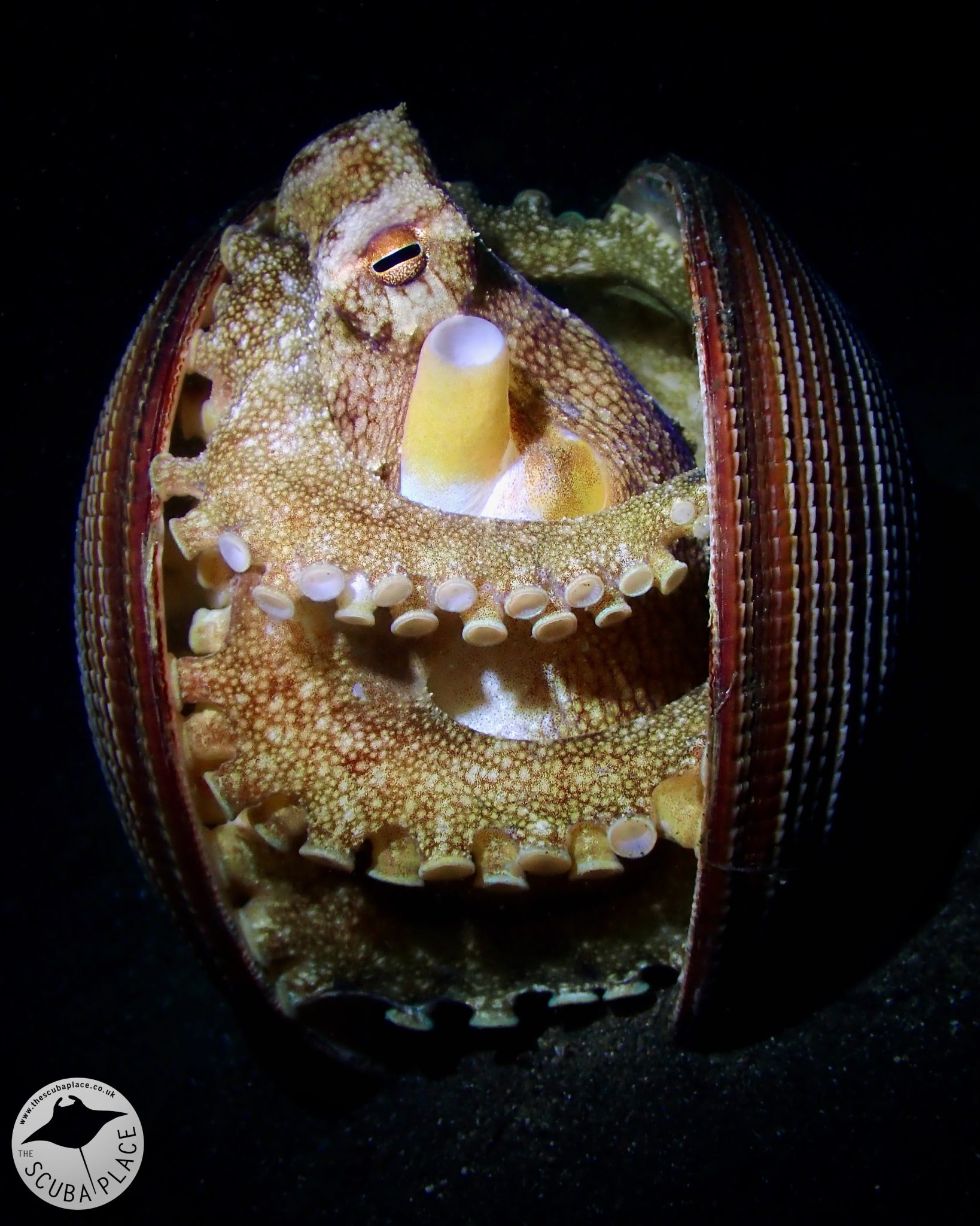 lembeh