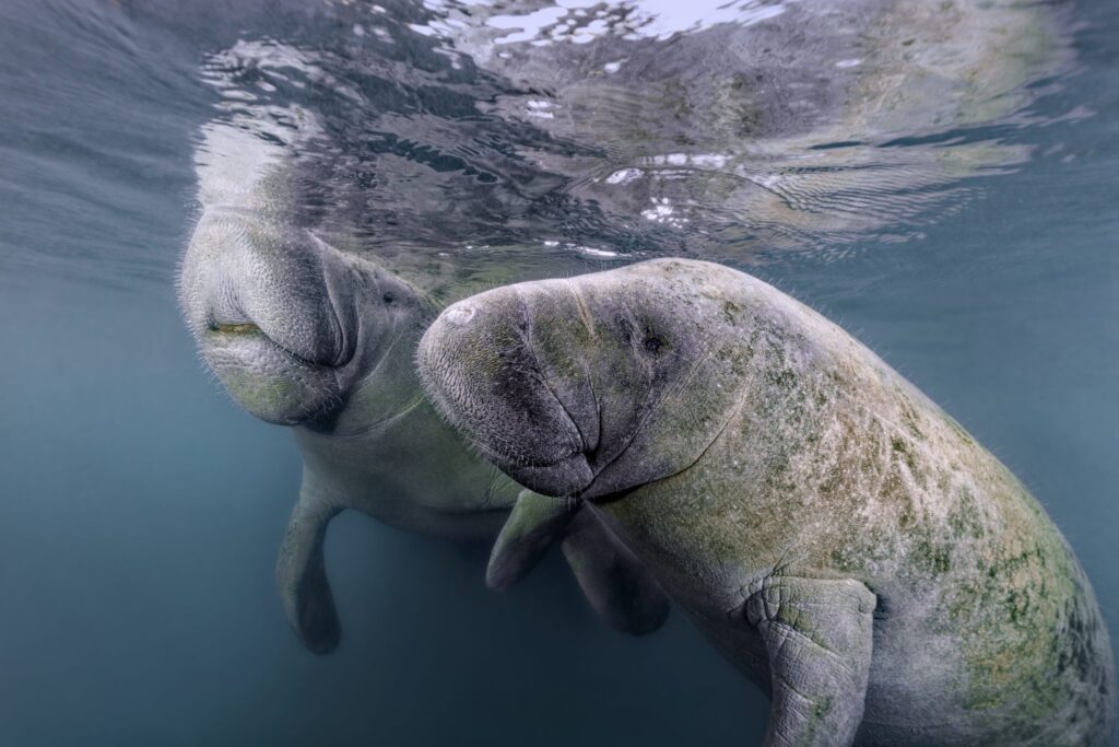 manatee