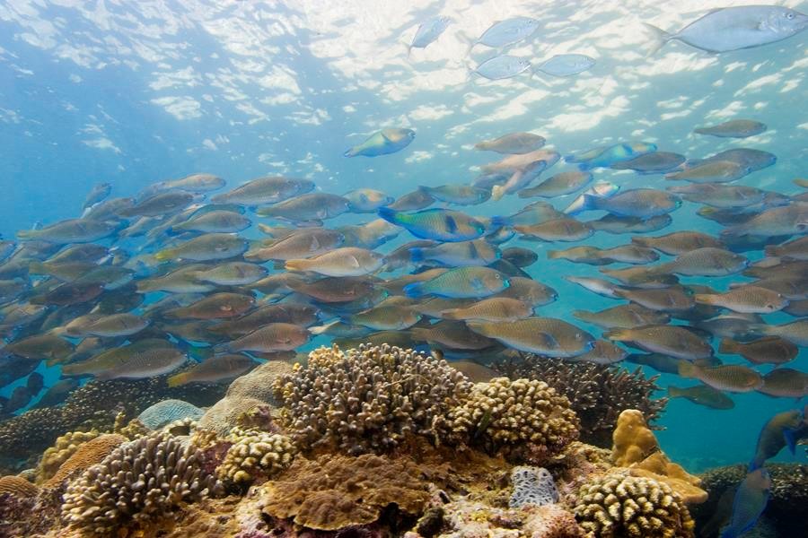 coral bleaching