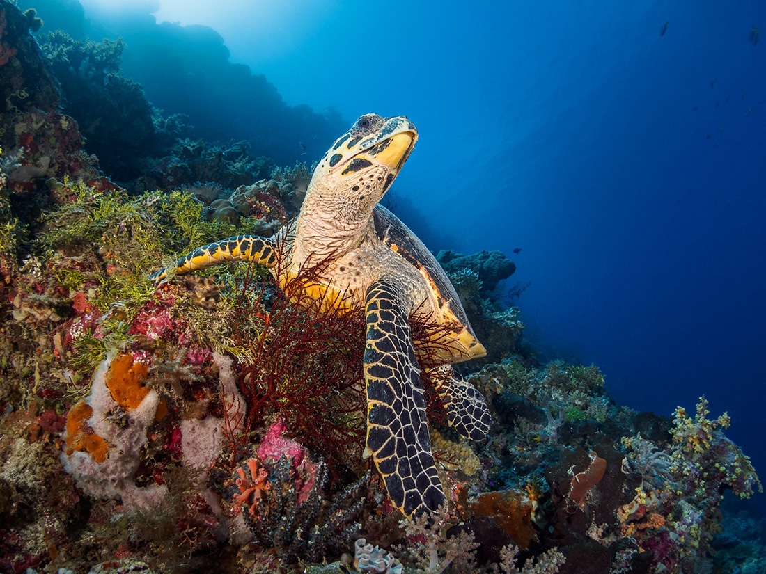 wakatobi