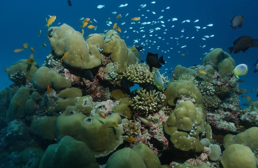 coral bleaching