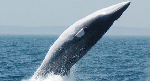 whaling petition