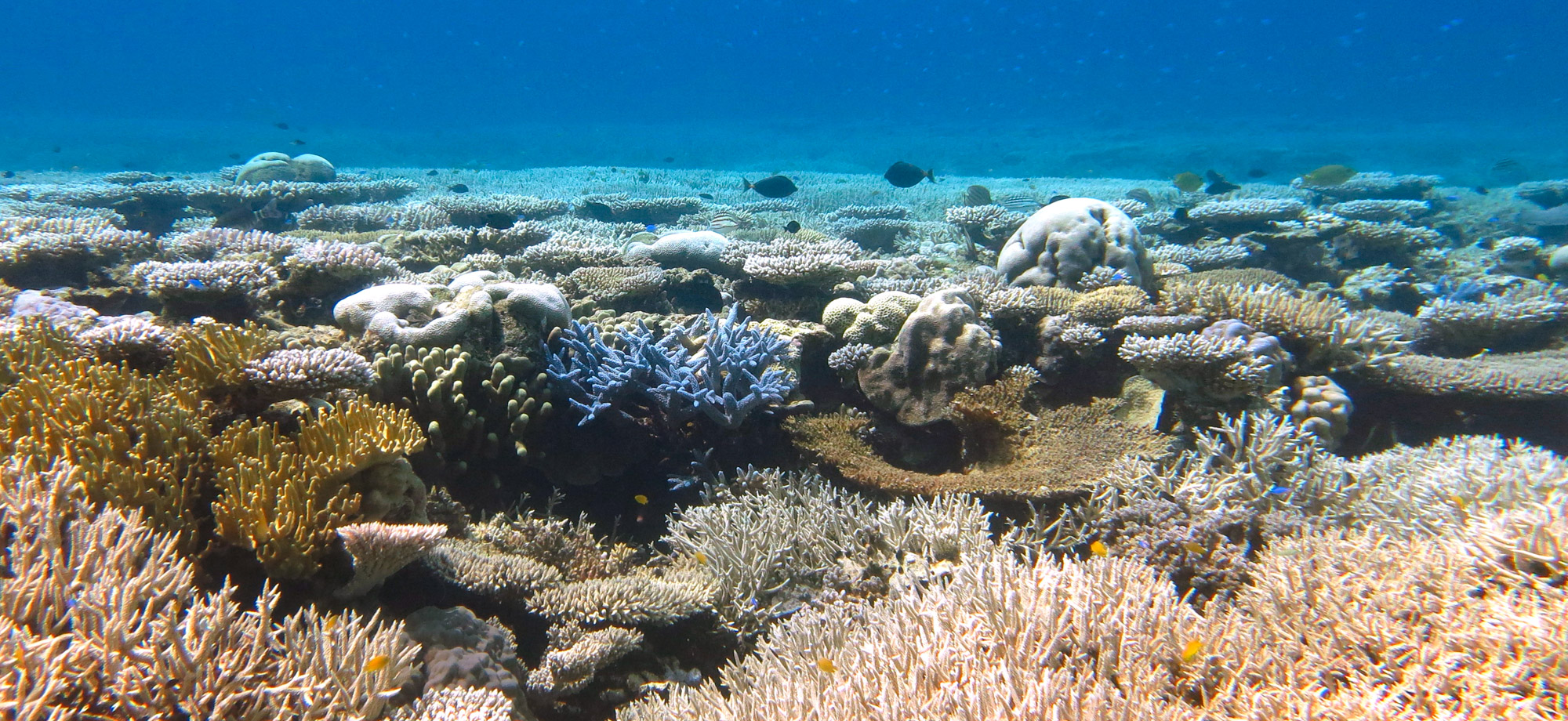 coral bleaching