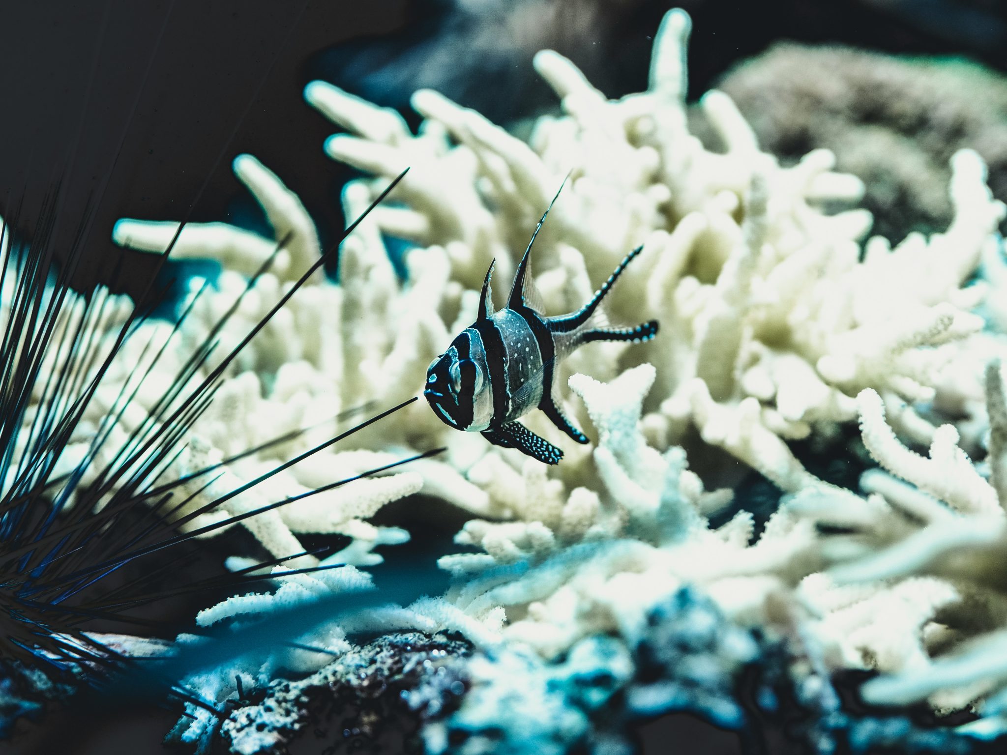 coral bleaching