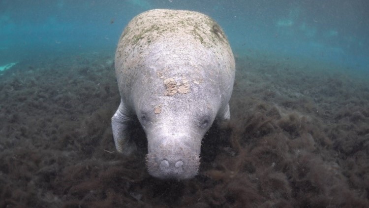 manatee