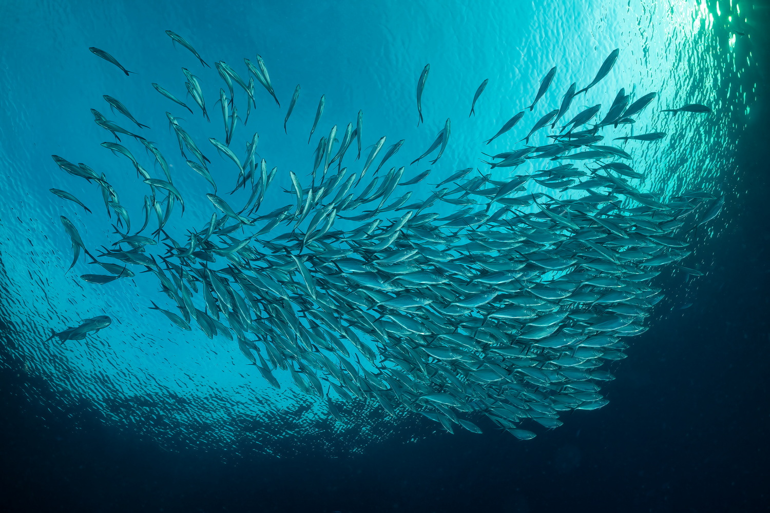 raja ampat