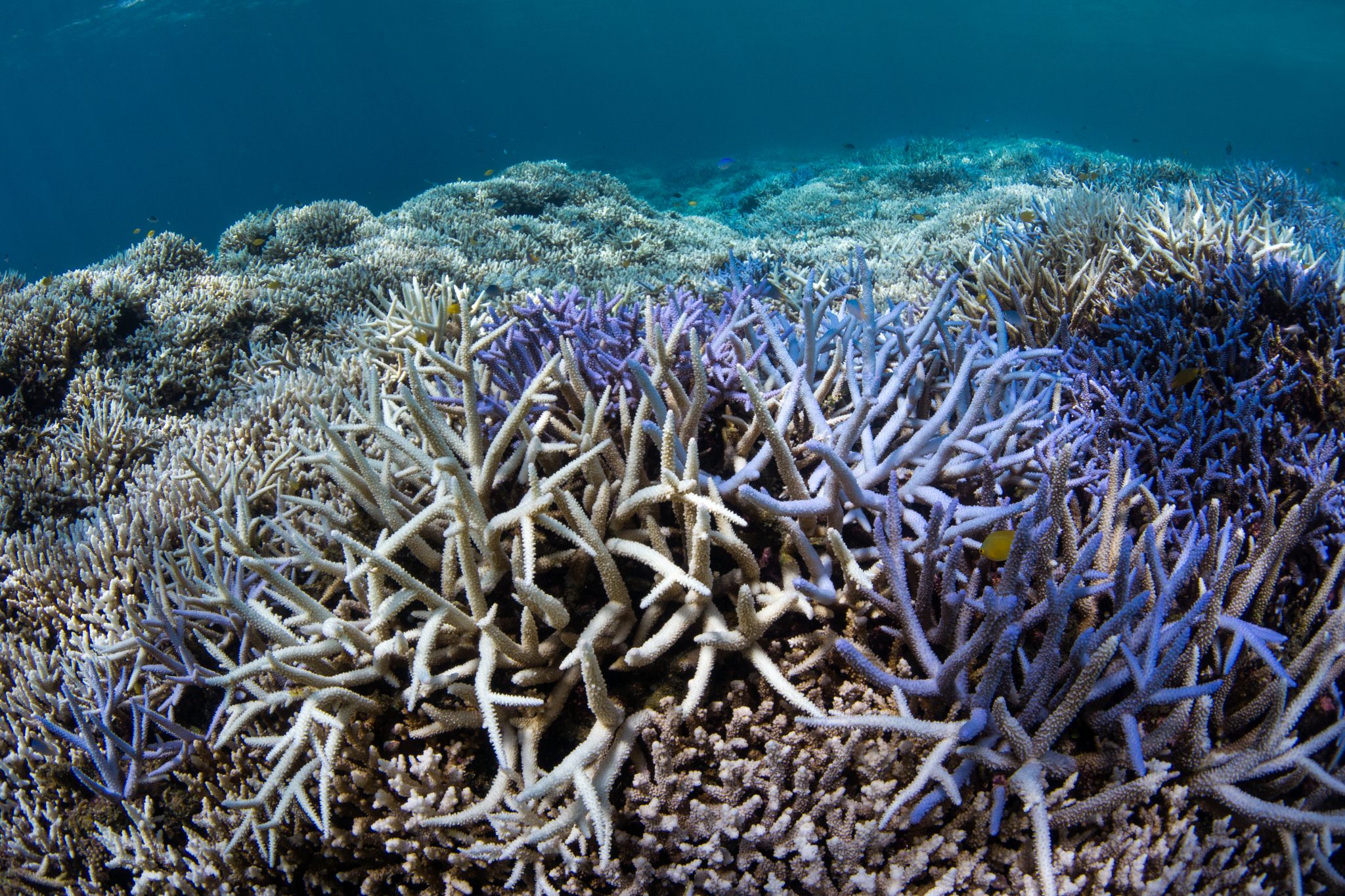 coral bleaching