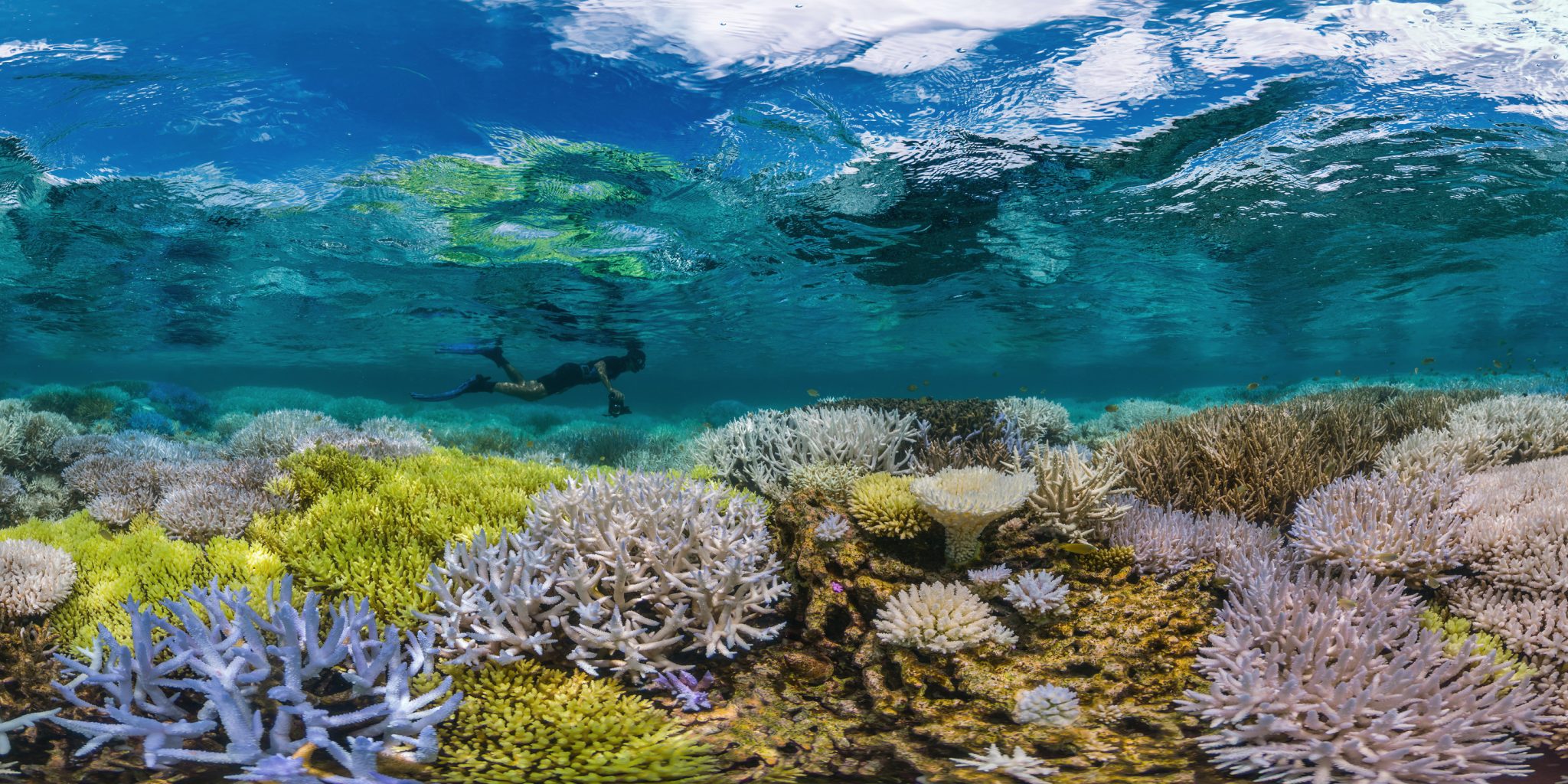 coral bleaching