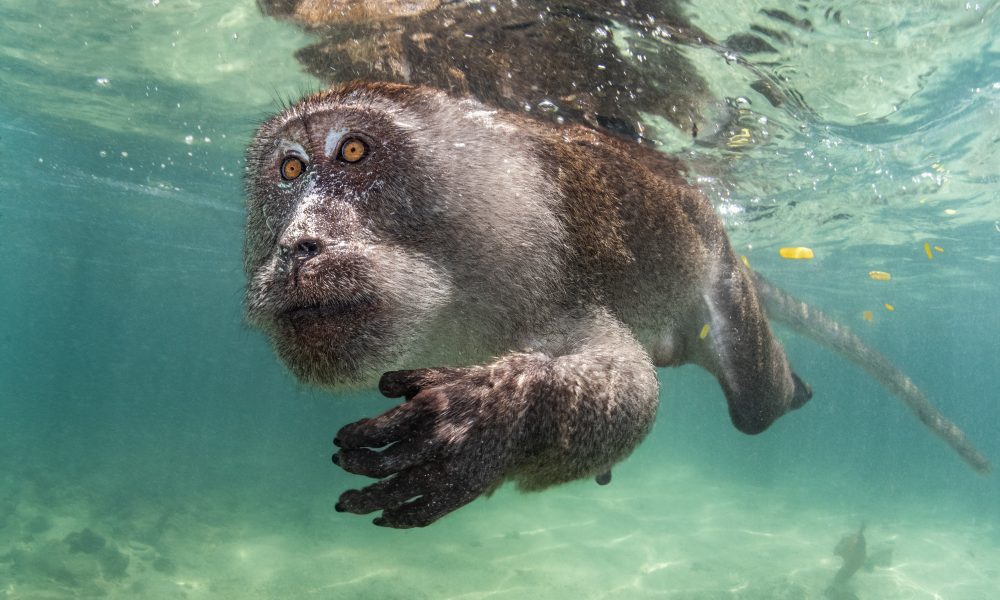 Ocean Art Underwater Photo Competition