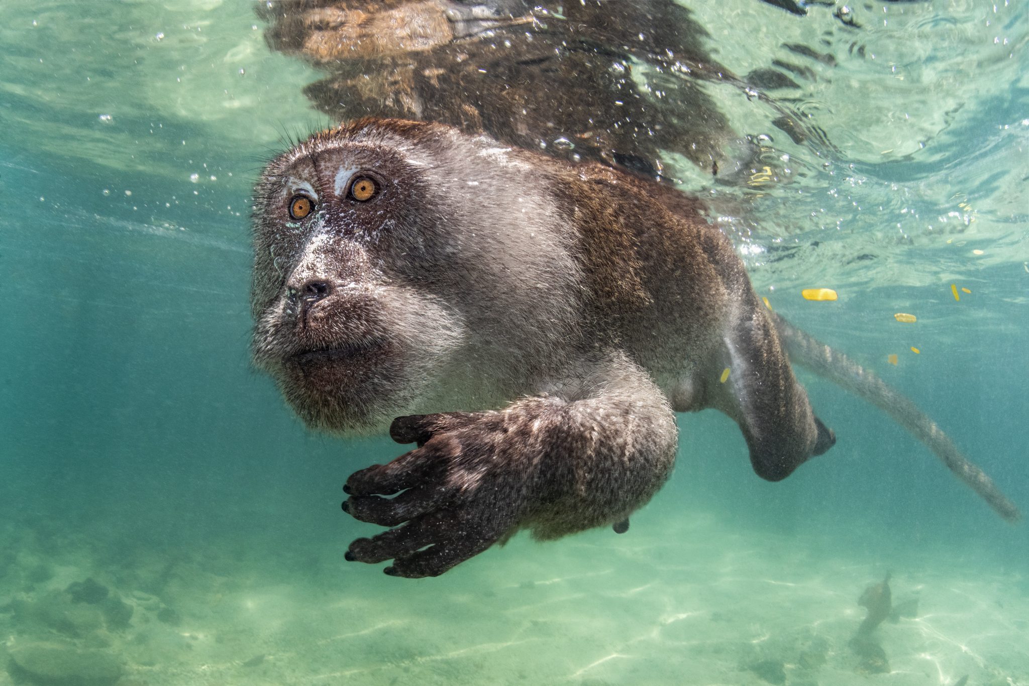 Ocean Art Underwater Photo Competition